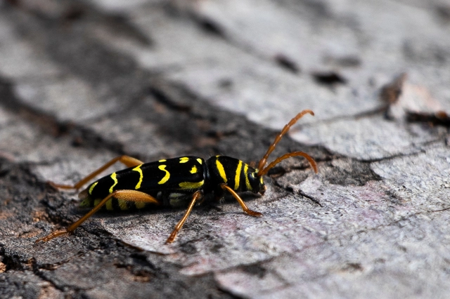 Plagionotus arcuatus - bársonyos darázscincér