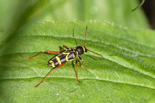 Clytus arietis - közönséges darázscincér