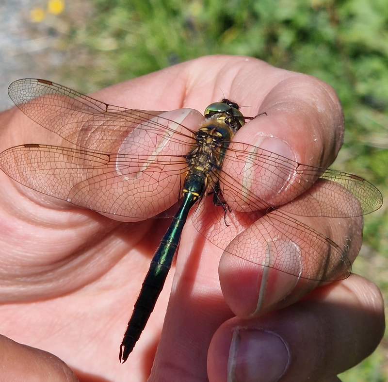 Somatochlora metallica - északi smaragdszitakötő
