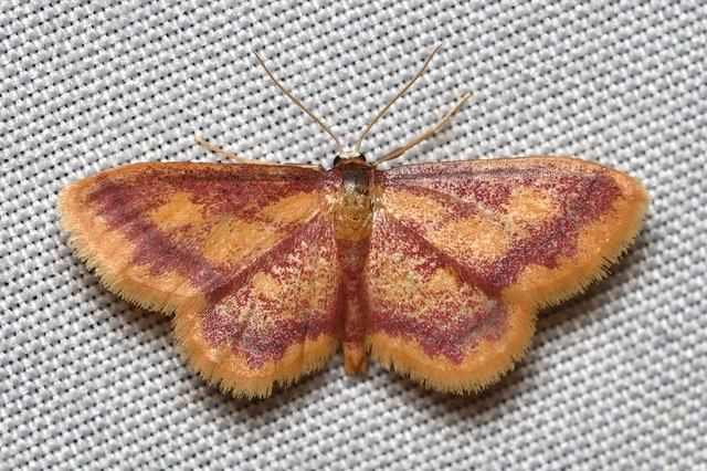 Idaea muricata - mocsári pirosaraszoló