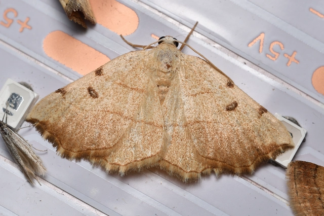 Eilicrinia trinotata - háromjegyű araszoló