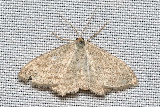 Scopula virgulata - vesszős sávosaraszoló