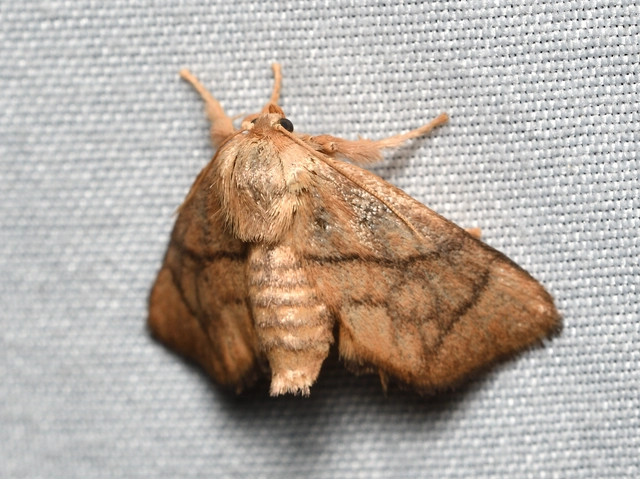 Apoda limacodes - kagylólepke