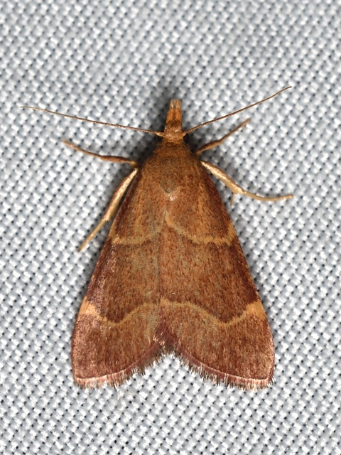 Hypsopygia rubidalis - vörös fényilonca