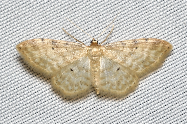 Idaea fuscovenosa - szürkeszélű apróaraszoló