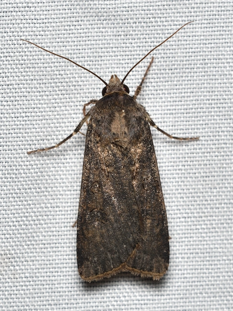 Agrotis segetum - vetési földibagoly