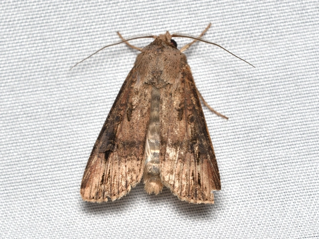 Agrotis ipsilon - nagy földibagoly