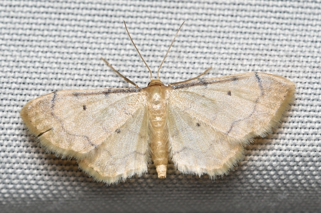Idaea politaria - vonalas apróaraszoló