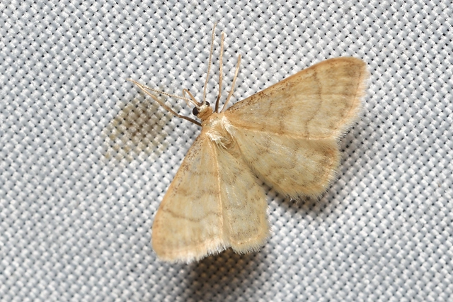 Idaea dilutaria - napvirág-apróaraszoló