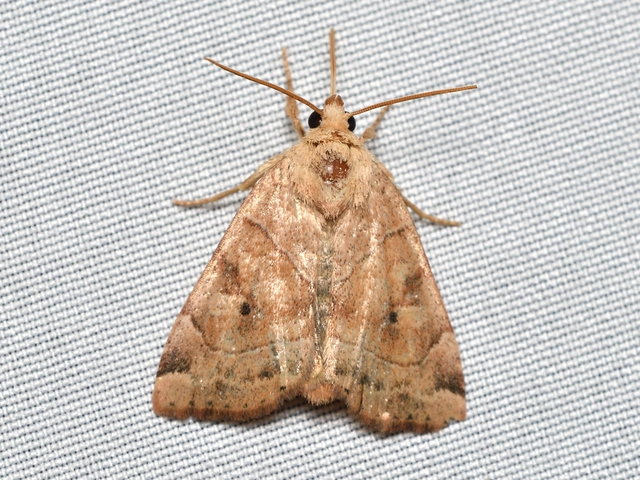 Cosmia trapezina - közönséges lombbagoly