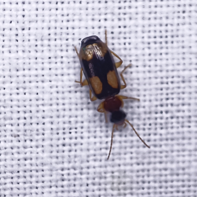 Dromius quadrimaculatus - négyfoltos kéregfutó
