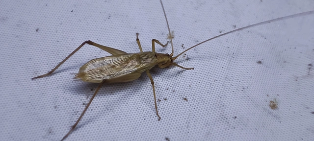 Oecanthus pellucens - pirregőtücsök