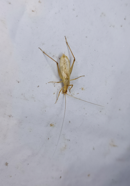 Oecanthus pellucens - pirregőtücsök
