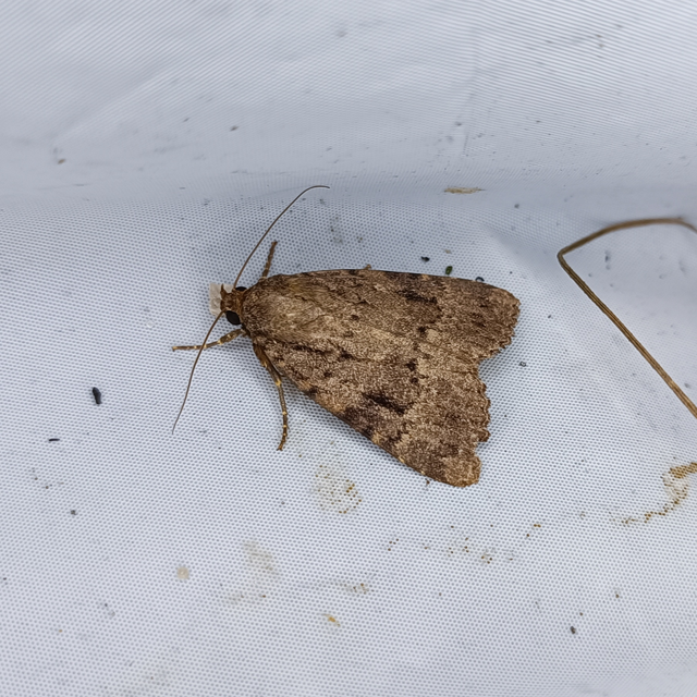 Amphipyra berbera/pyramidea