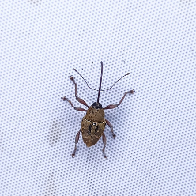 Curculio glandium - tölgymakkzsuzsóka