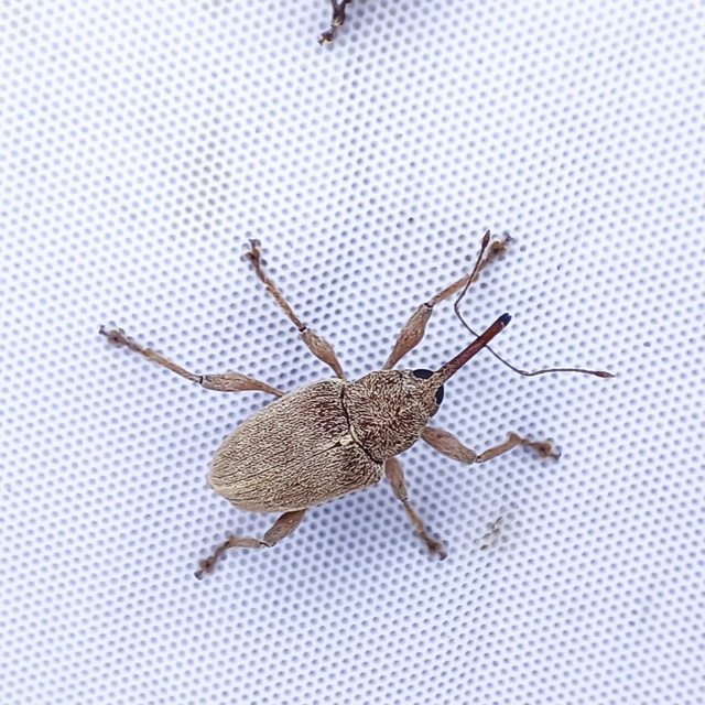 Curculio propinquus - halvány zsuzsóka