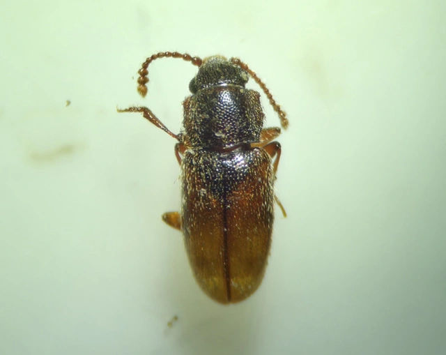 Cryptophagidae - penészbogárfélék