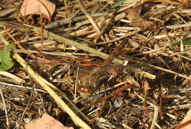 Sympetrum striolatum - harántsávos katona-szitakötő