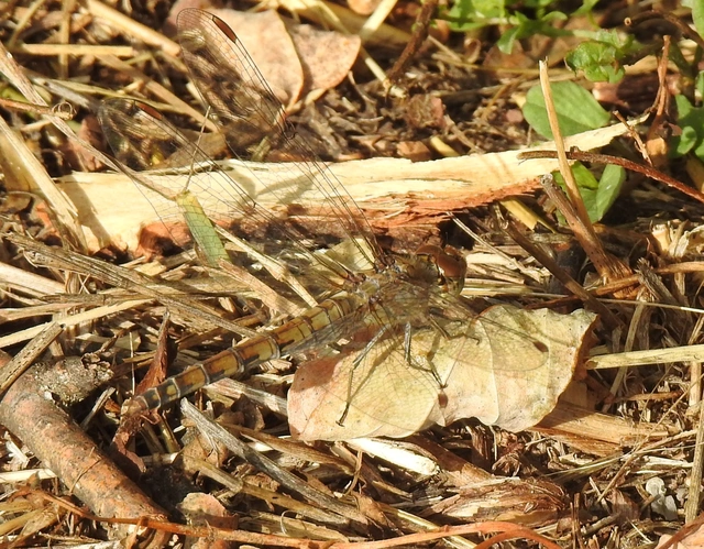 Sympetrum striolatum - harántsávos katona-szitakötő