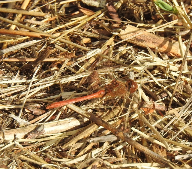 Sympetrum meridionale - fakó katona-szitakötő