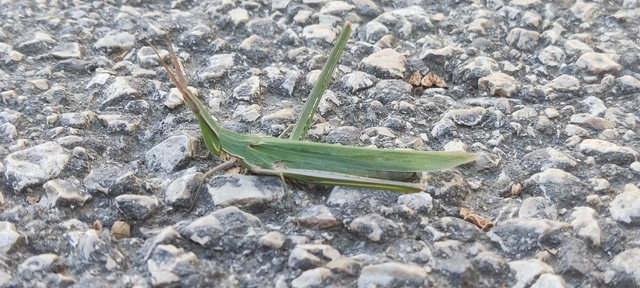Acrida ungarica - sisakos sáska