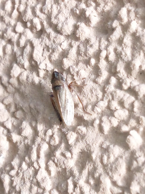 Aphrodes