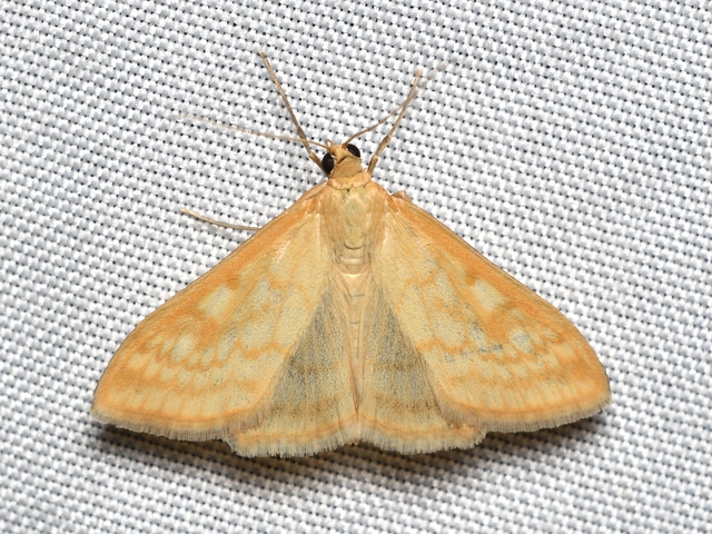 Sitochroa verticalis - világossárga dudvamoly
