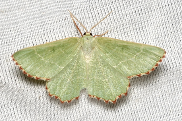 Thalera fimbrialis - csipkésszélű zöldaraszoló