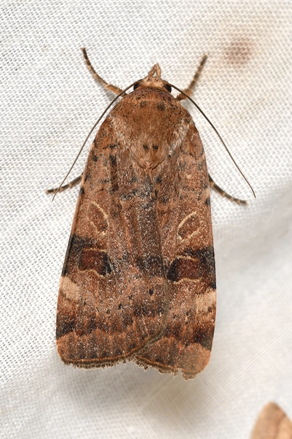 Noctua interposita - köztes sárgafűbagoly