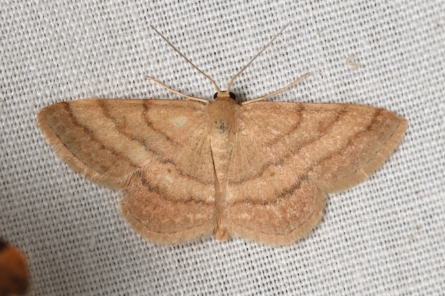 Scopula rubiginata - réti pirosaraszoló