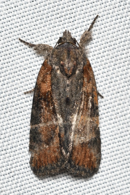 Bryophila raptricula/felina