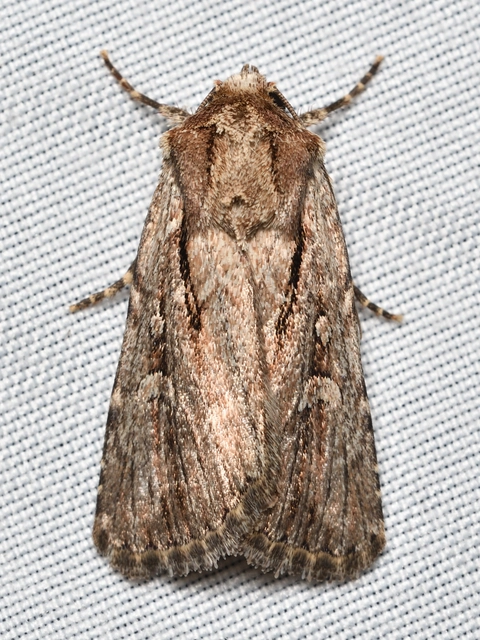Dichagyris signifera - pompás földibagoly