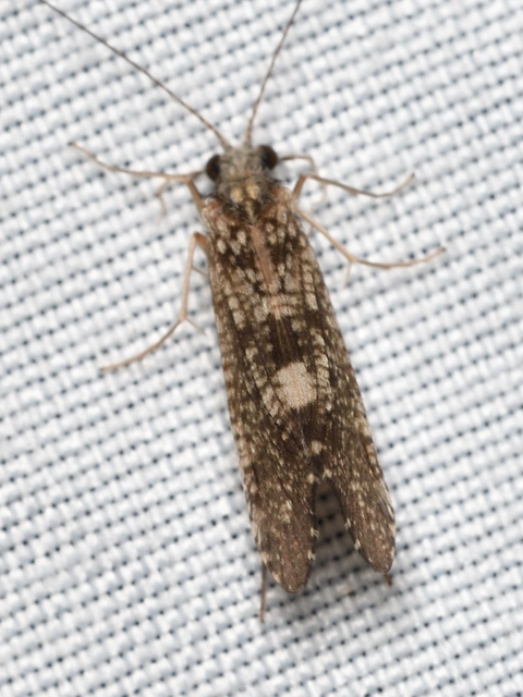 Trichoptera - Tegzesek