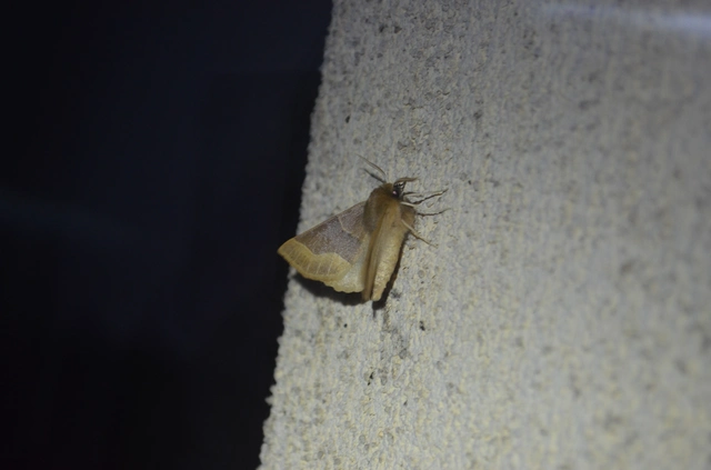 Crocallis tusciaria - barna sávosaraszoló