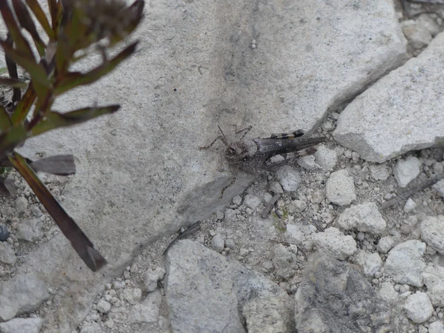 Acrotylus insubricus - önbeásósáska
