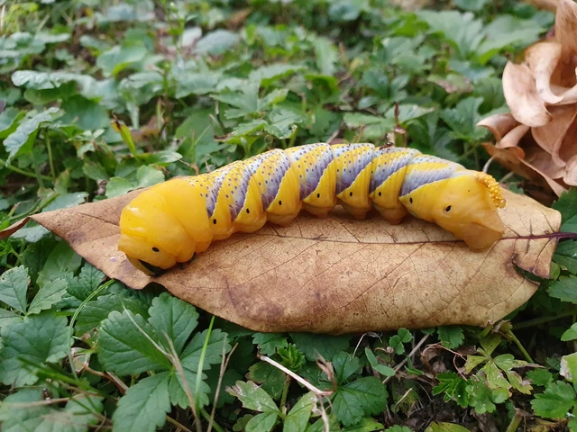 Acherontia atropos - halálfejes lepke