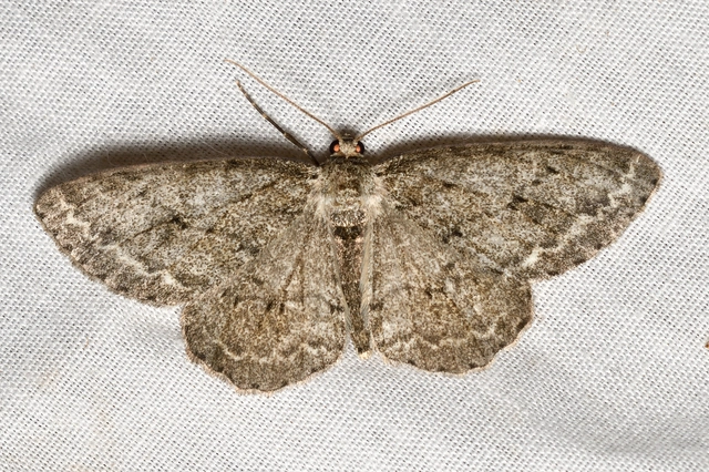 Ectropis crepuscularia - avararaszoló