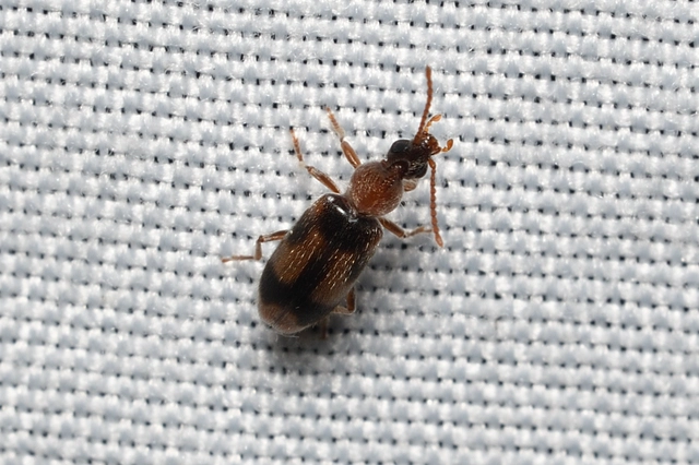 Notoxus appendicinus - déli nyakszarvúbogár