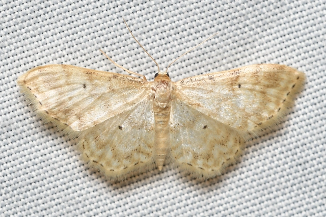 Idaea fuscovenosa - szürkeszélű apróaraszoló
