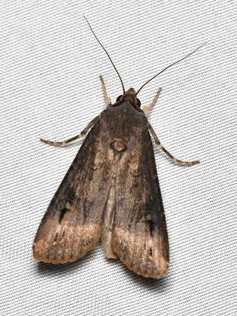 Agrotis ipsilon - nagy földibagoly