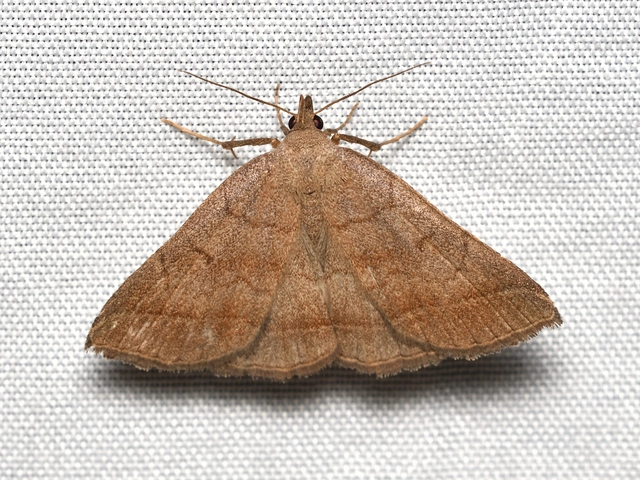 Zanclognatha lunalis - pelyheslábú karcsúbagoly