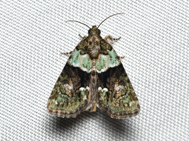 Cryphia algae - sárgászöld zuzmóbagoly