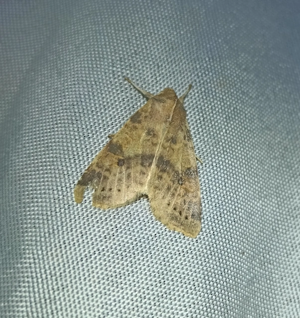 Cirrhia ocellaris - fakó sárgabagoly