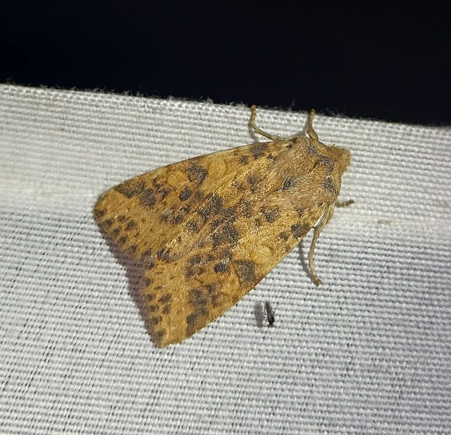 Cirrhia gilvago - foltos sárgabagoly