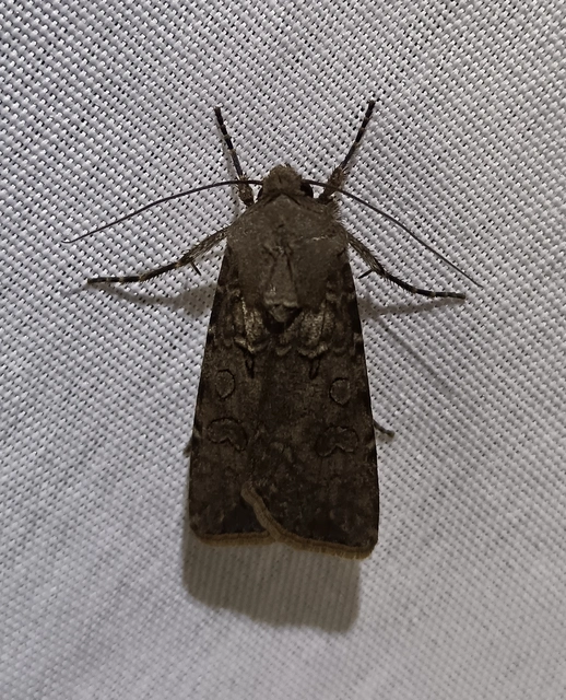 Agrotis segetum - vetési földibagoly