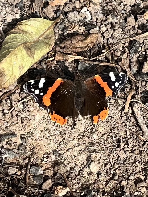 Vanessa atalanta - atalantalepke