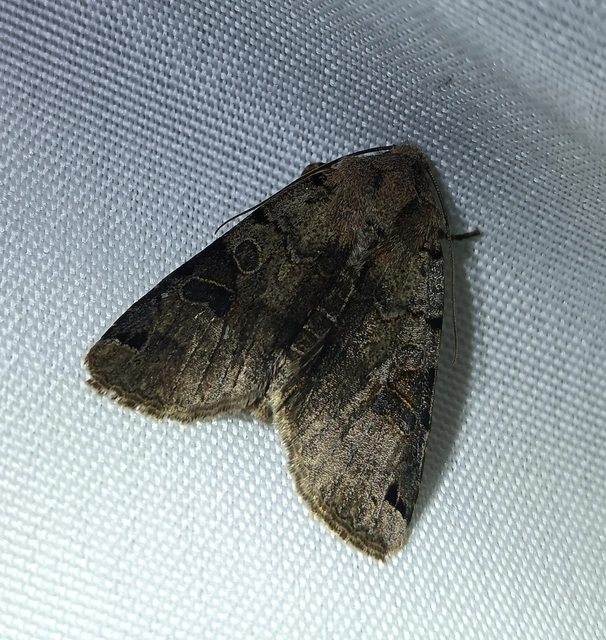 Anchoscelis litura - tarka őszibagoly