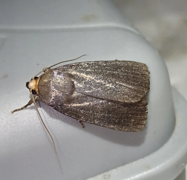 Amphipyra livida - zsírfényű bagoly