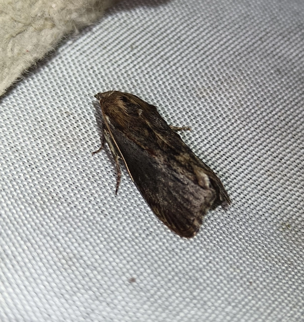 Galleria mellonella - nagy viaszmoly