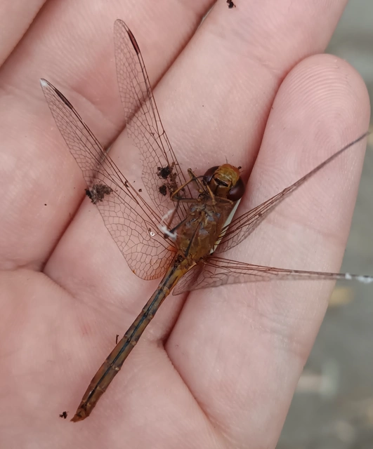 Sympetrum meridionale - fakó katona-szitakötő